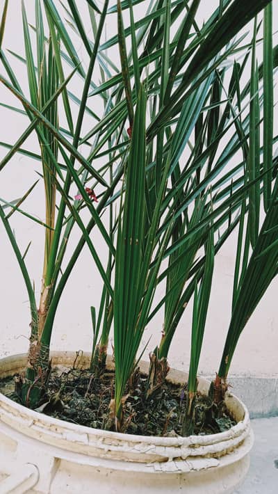 کھجور کے پودے