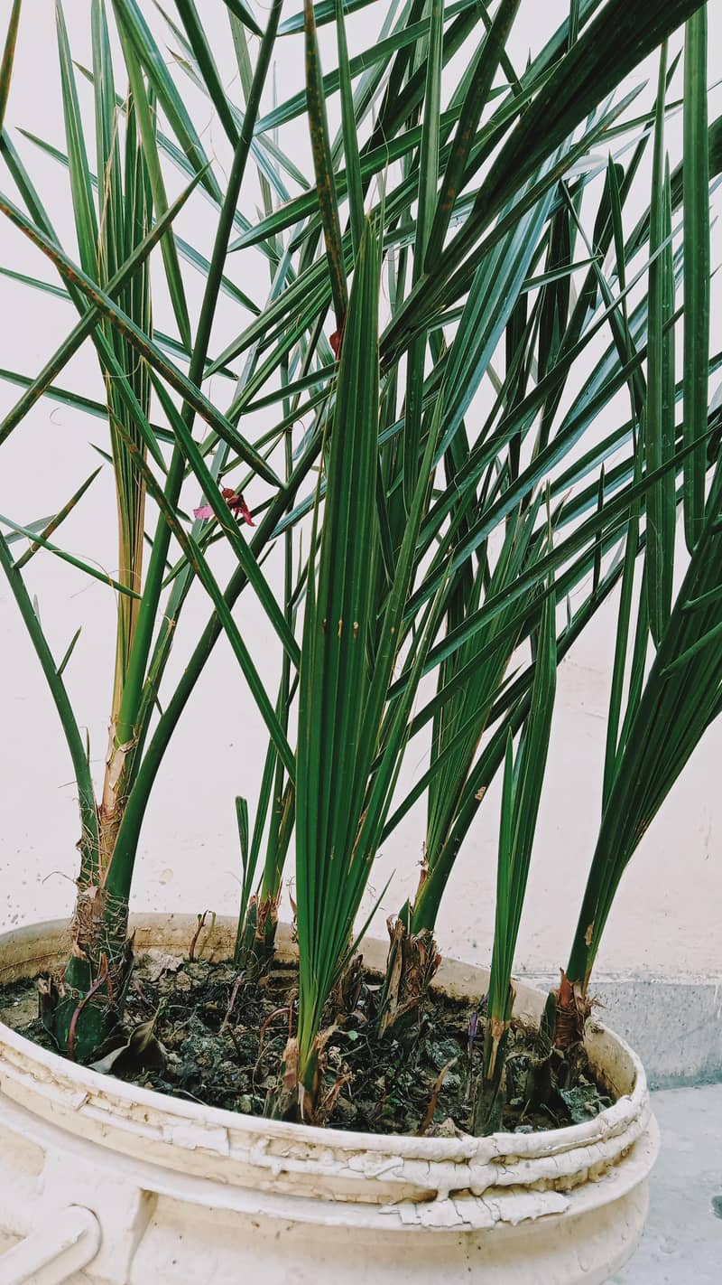 کھجور کے پودے 0