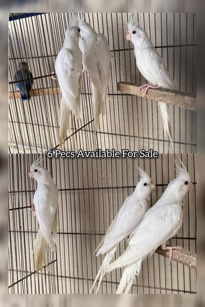 Eno Cocktails For sale