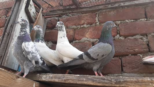 Vip parvazi young pathiya pathay for sale.