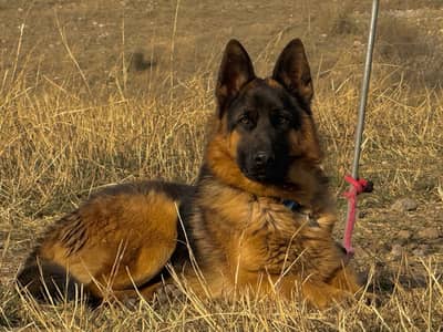 German Shepherd Double coat