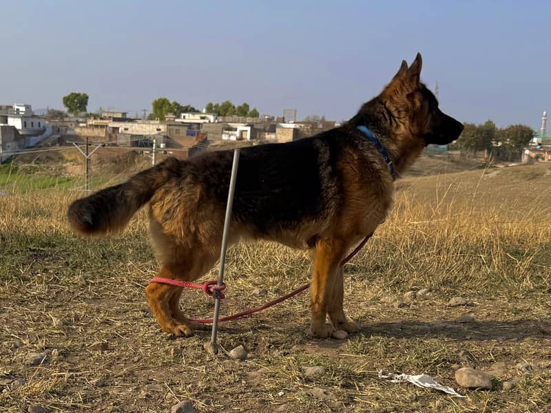 German Shepherd 1
