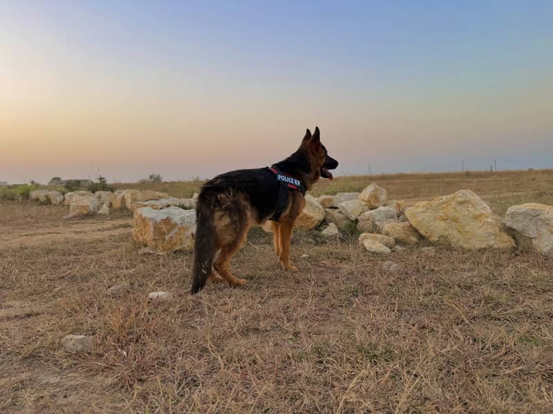 German Shepherd 2