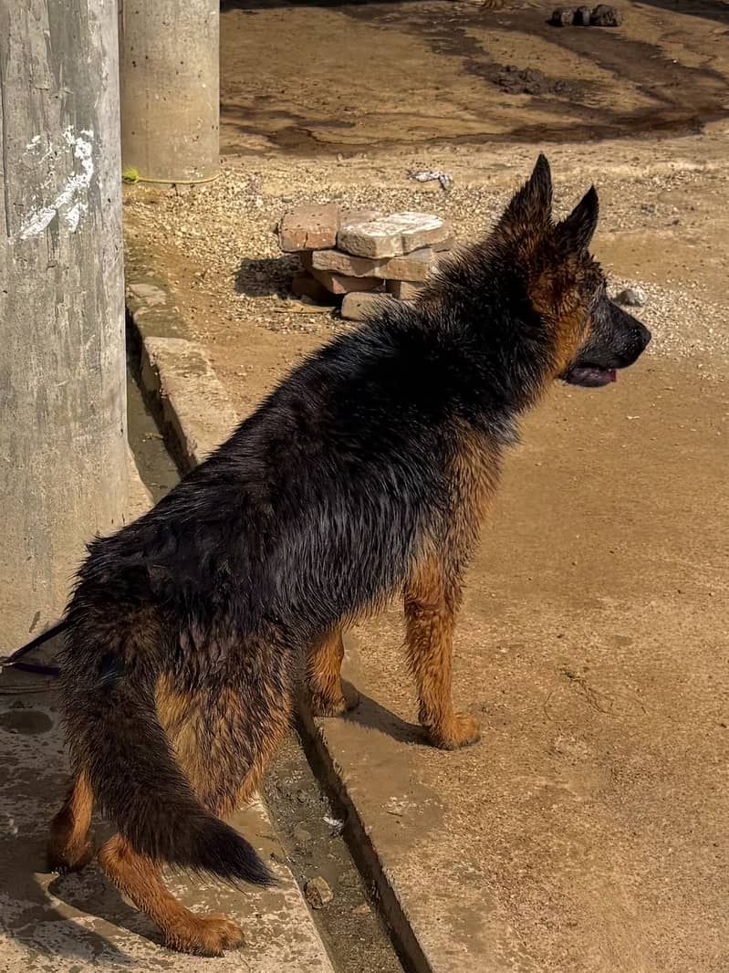 German Shepherd 3
