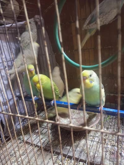 Australian Parrot 8 Piece And 1 Albino split red eye male