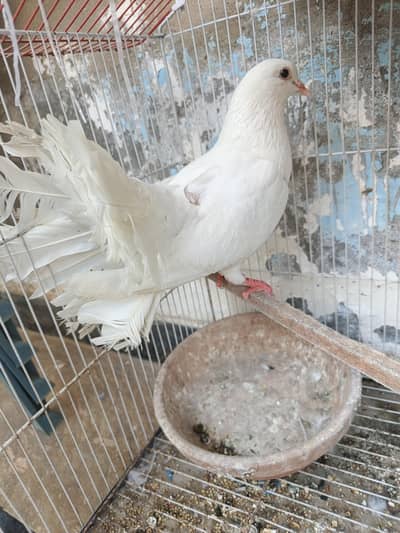 English Laka Breeder Male