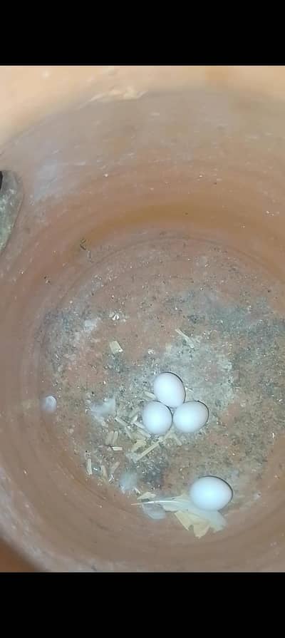 love bird and Australian parrot pair