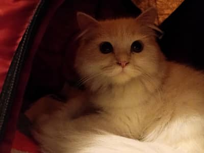 6 months cute cat for sale