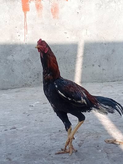 Adeel males for sale only series Byers contect Me