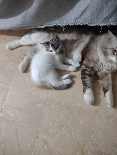 kitten for sale 2500