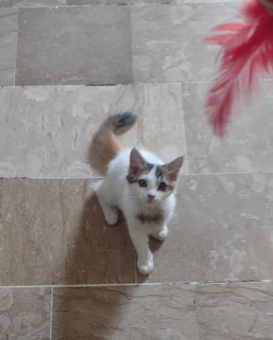 kitten for sale 2500