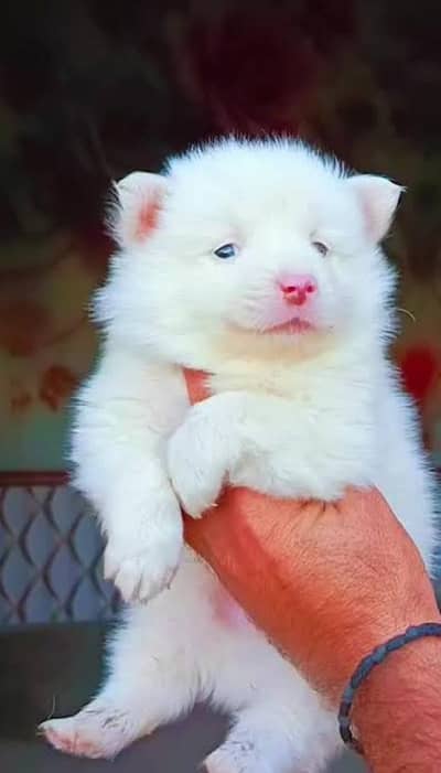 Russian puppies 03101565438