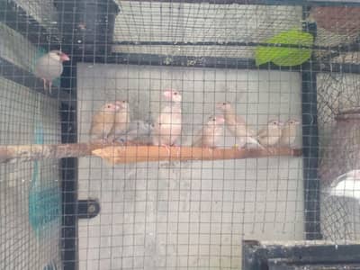 fawn java silver java self Chicks