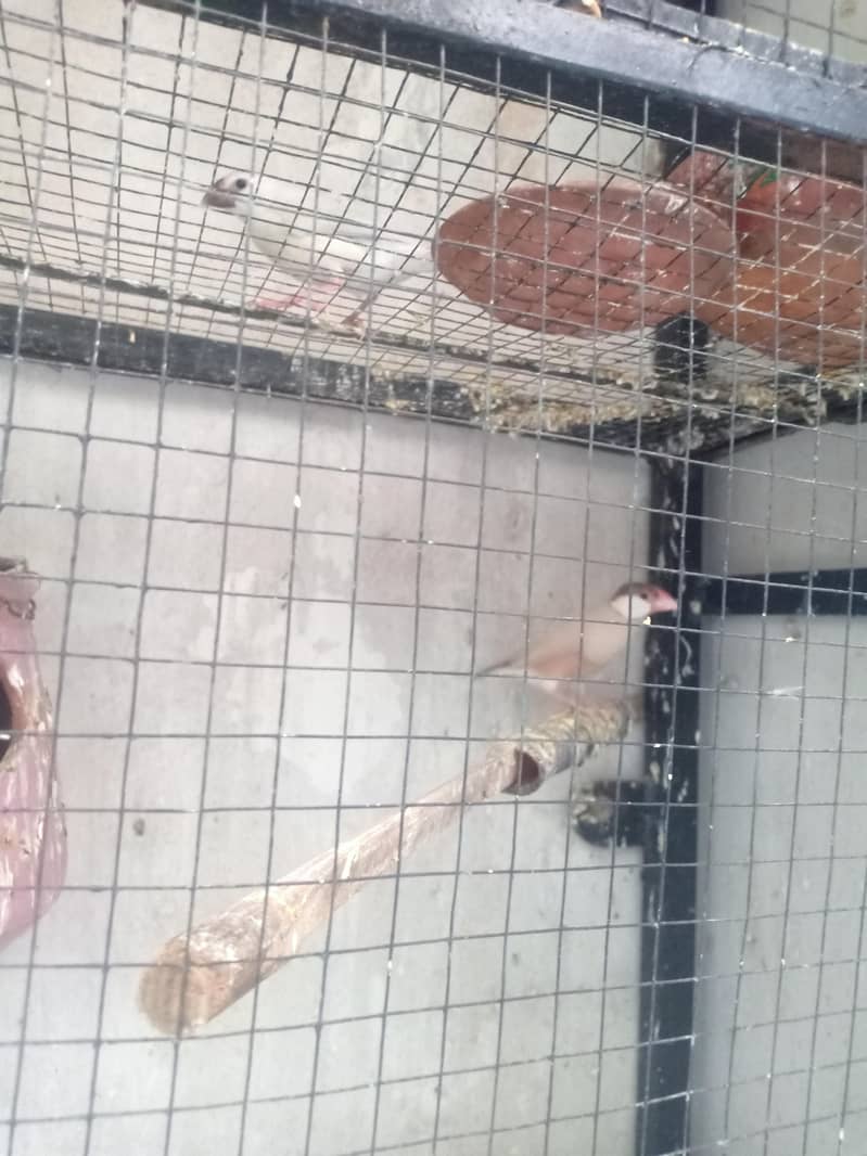 fawn java silver java self Chicks 1