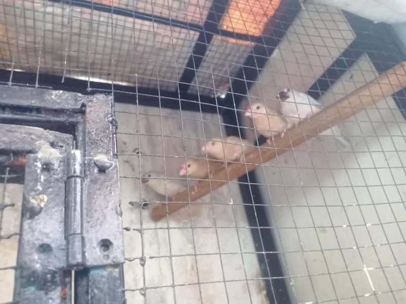 fawn java silver java self Chicks 2