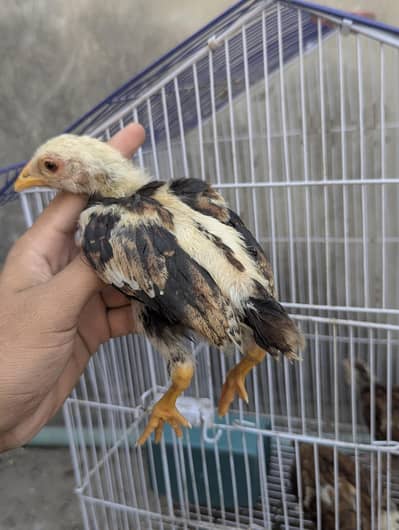 Aseel chicks
