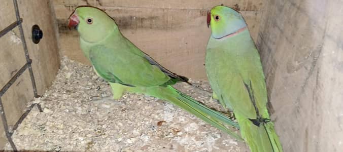 Green Ringnick pair
