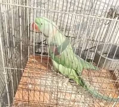 Sale my raw parrot