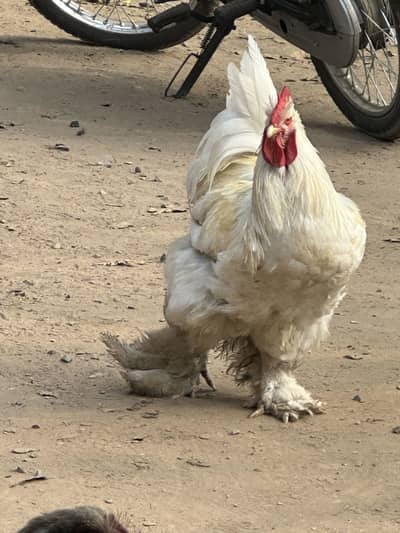 White heavy buff male 12months