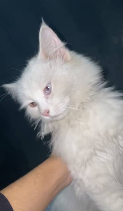 Rare Odd Eyes White Cat for Sale (Blue + Hazel)