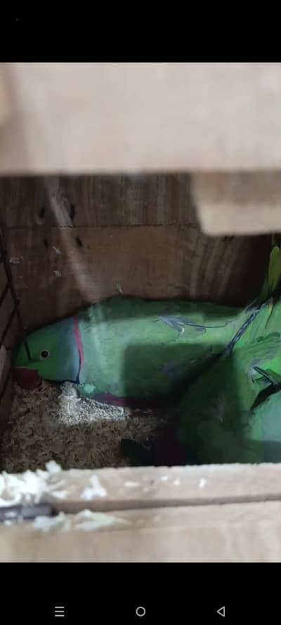 Mashallah bleeder pair Hai with egg two