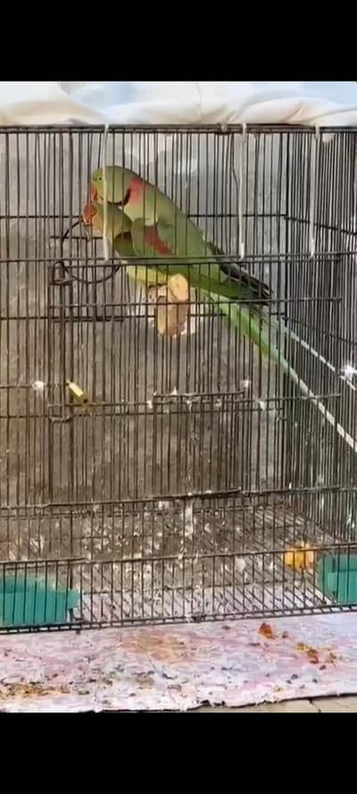 Mashallah bleeder pair Hai