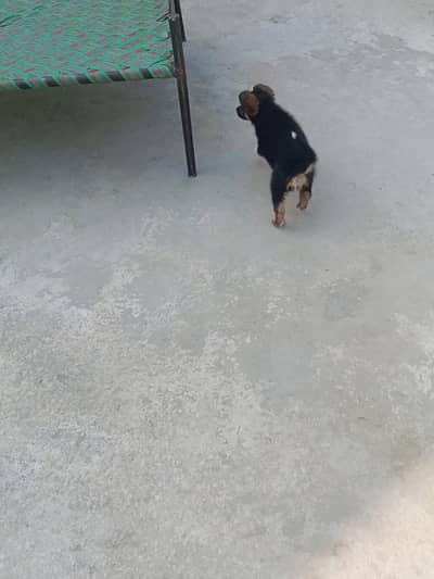 German Shepherd Puppies – Reasonable Price