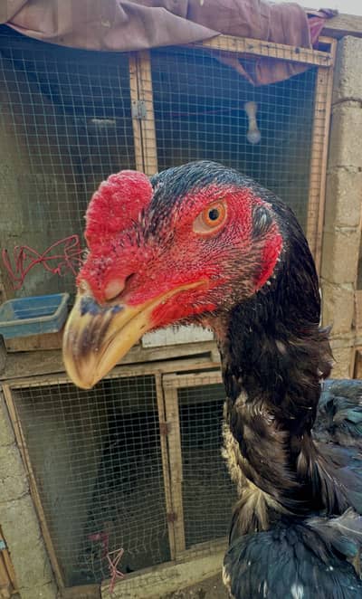 Aseel Shamo Trio 6 months age