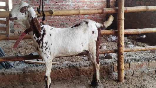 pure maki chini 4 month ki pregnant abi khari hi