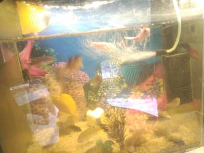 Aquarium with fish