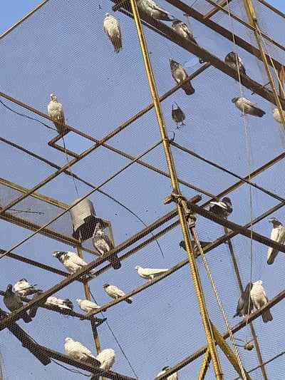 Pigeons Hight quality
