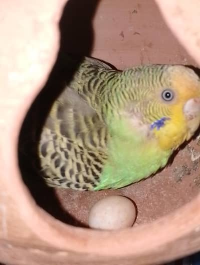 pure Australian parrots confirm breedar pairs and cage