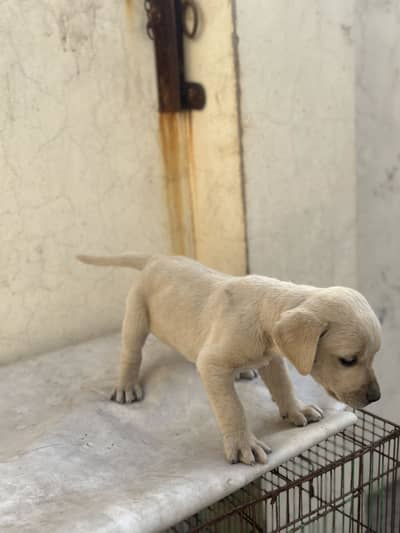 Labrador Female For Sale