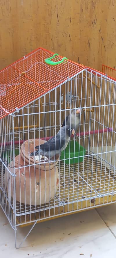 Love Birds with Cage