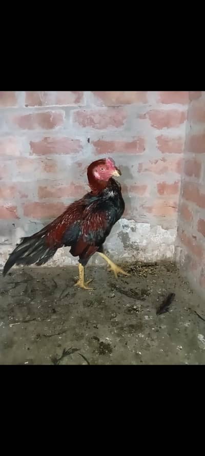 full active hai video bi available hai