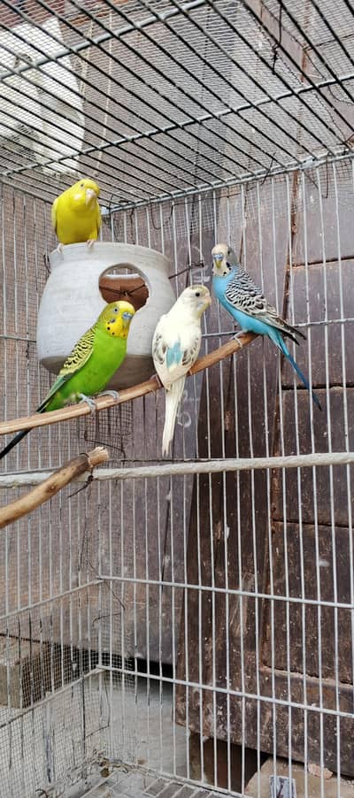budgies Australian parrats