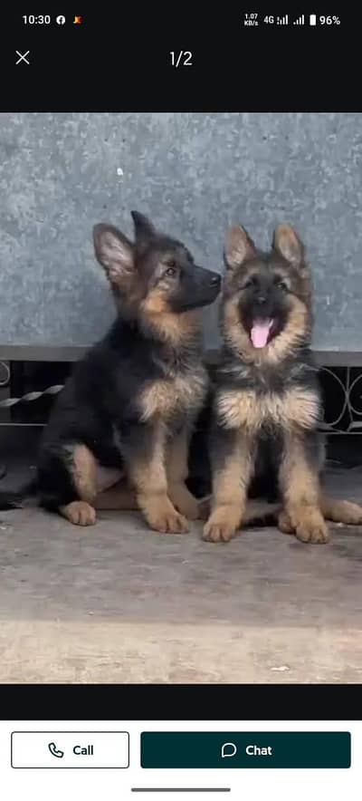 German shepherd | Puppy | GSD | Dog for sale | WhatsApp 03212405409 gg