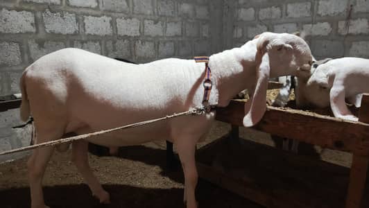 eid 2026 jouri 250000