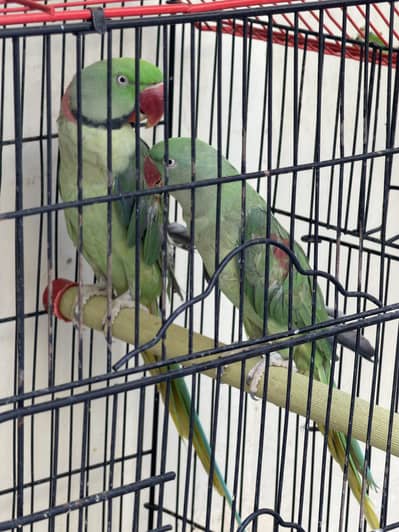 Raw breeder parrots