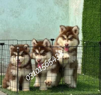 husky puppies 03101565438