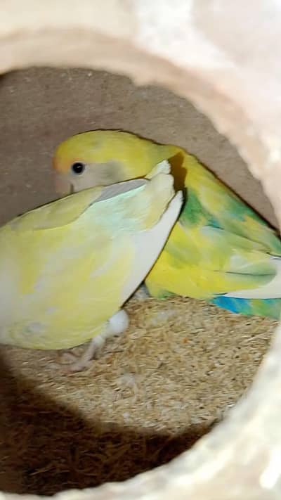 bonded pair for sale