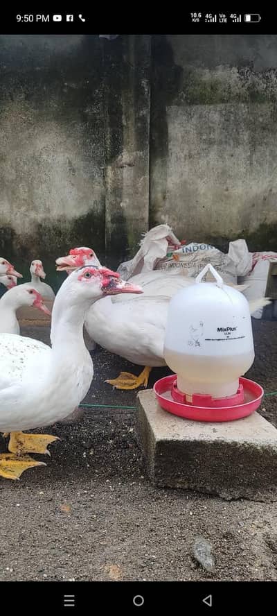 white moscovy ducks Breeder set