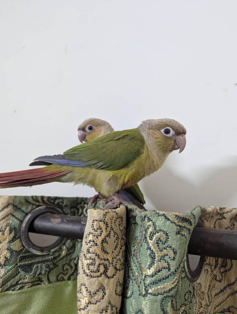 pineapple conure chick 0