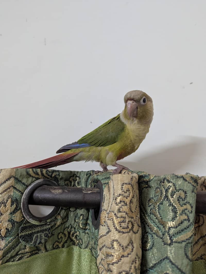 pineapple conure chick 1