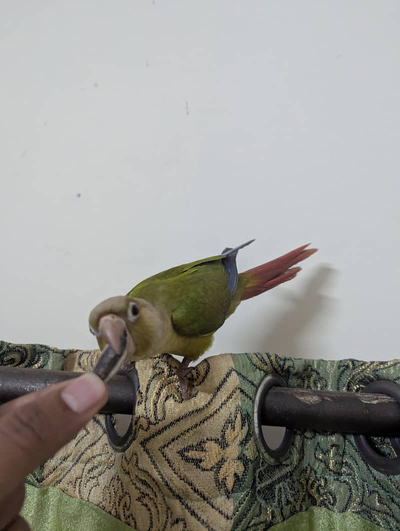 pineapple conure chick 3
