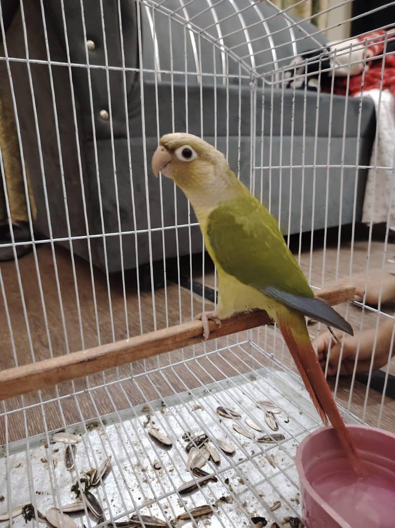 pineapple conure chick 4