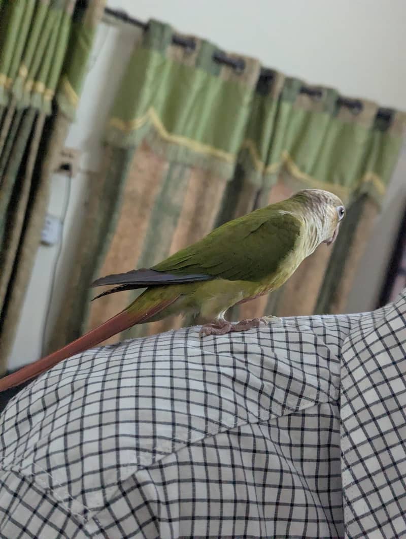 pineapple conure chick 5