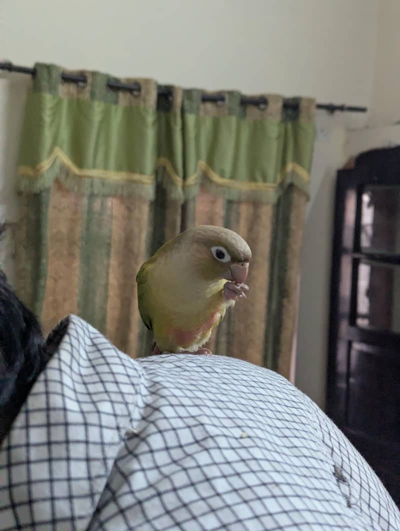 pineapple conure chick 6