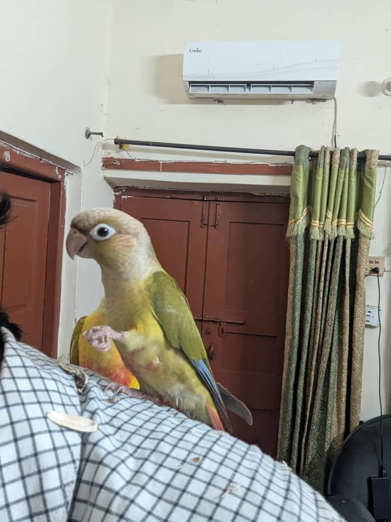 pineapple conure chick 7