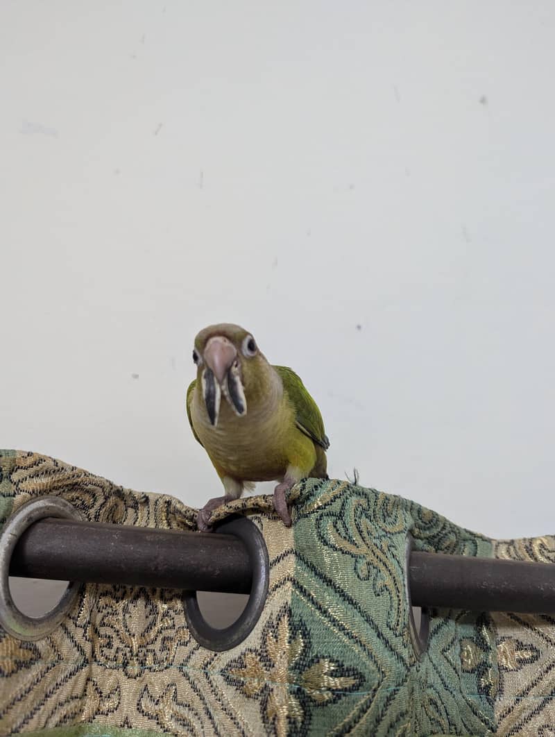 pineapple conure chick 8